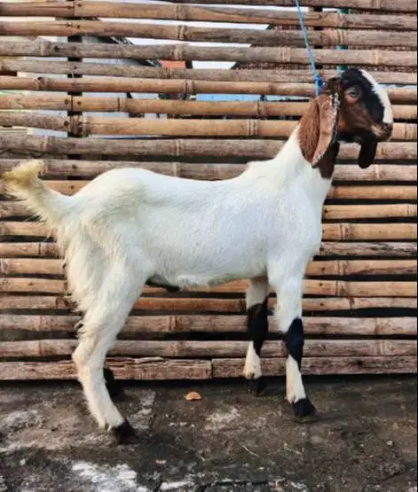kambing jantan 35kiloanUP timbang hidup siap hewan kurban terbaik 2026