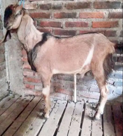 kambing jantan 35kiloanUP timbang hidup siap hewan kurban terbaik 2026