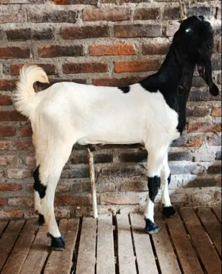 kambing jantan 35kiloanUP timbang hidup siap hewan aqiqah terbaik 2026
