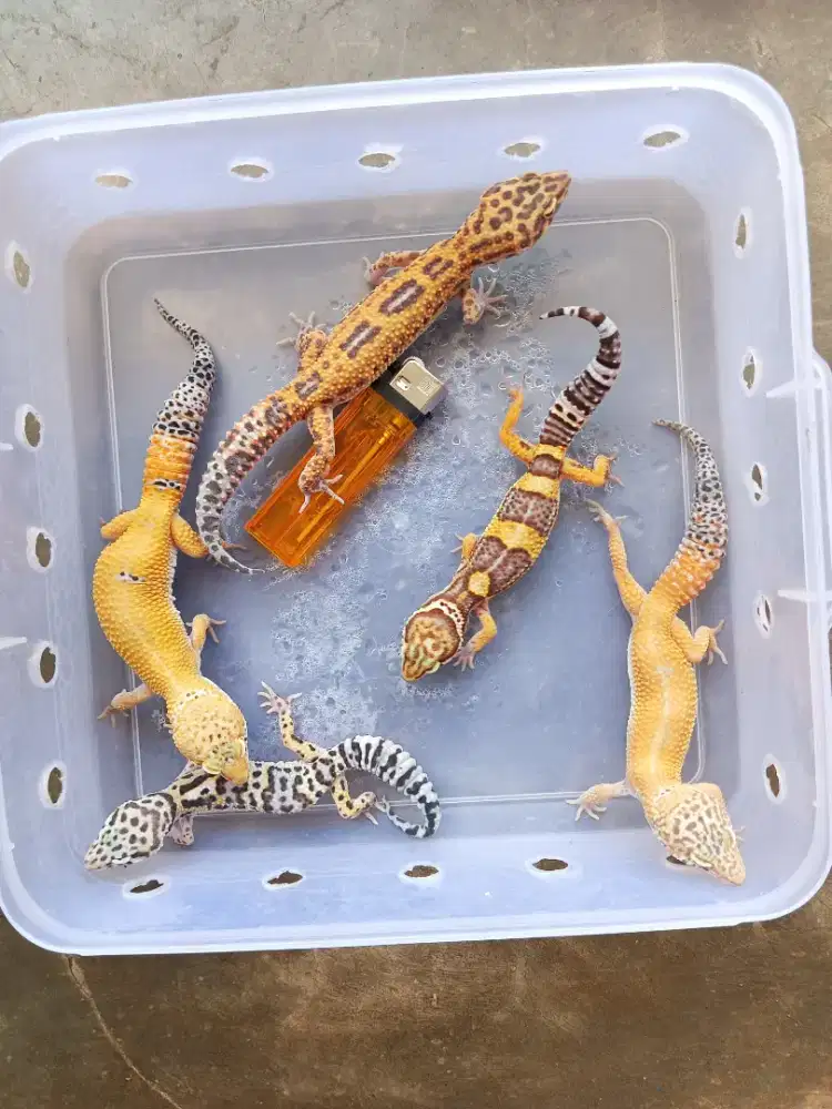 LEOPARD GECKO 5 EKOR