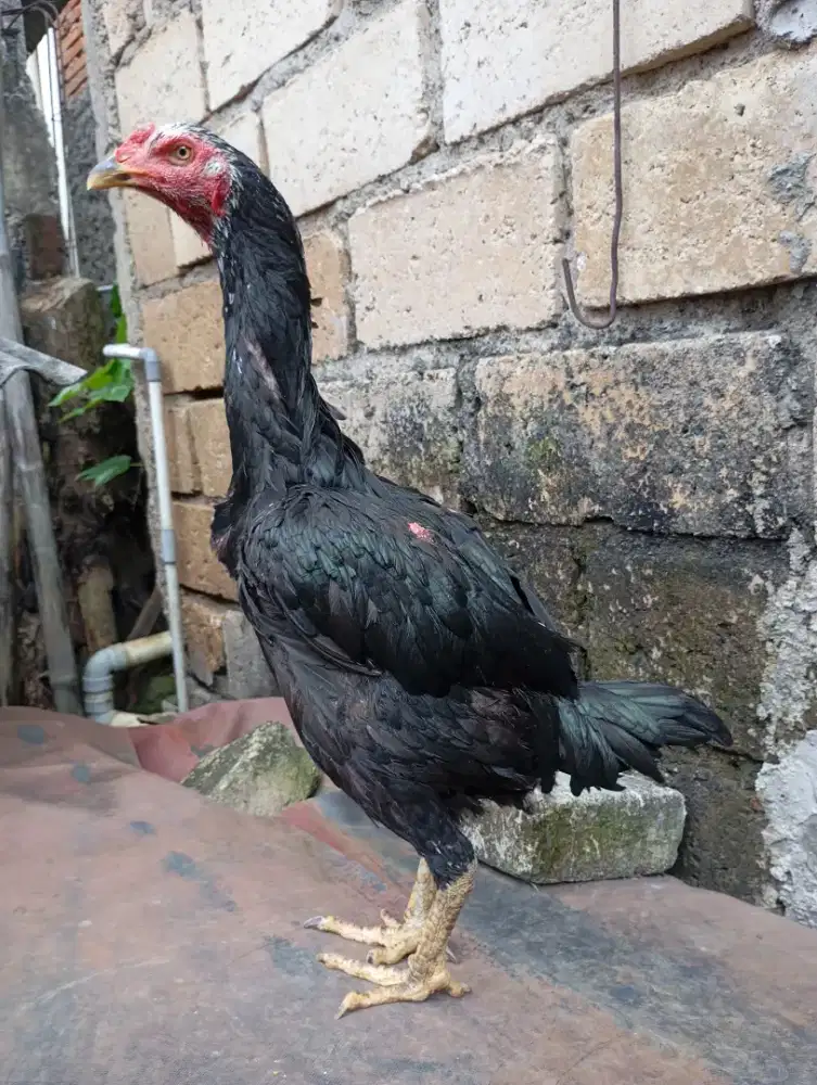 Ayam bangkok betina biang klasik