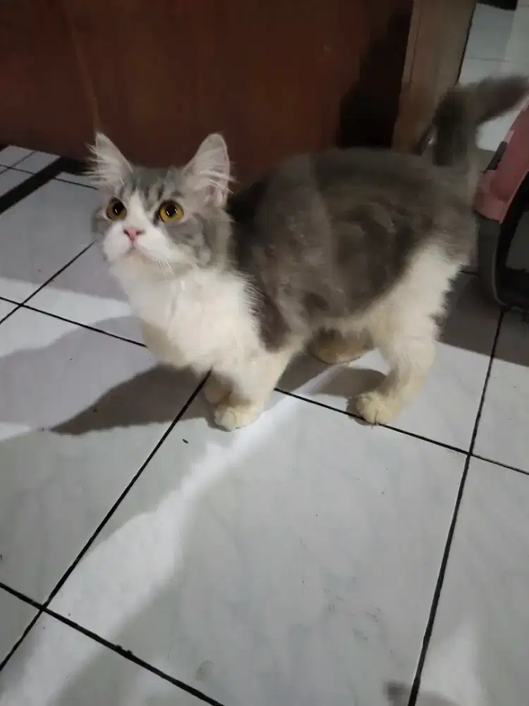 Anak kucing Persia lucu