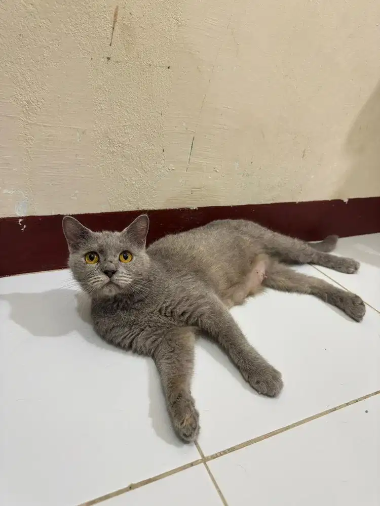 Jual kucing britishshorthair ped wcf