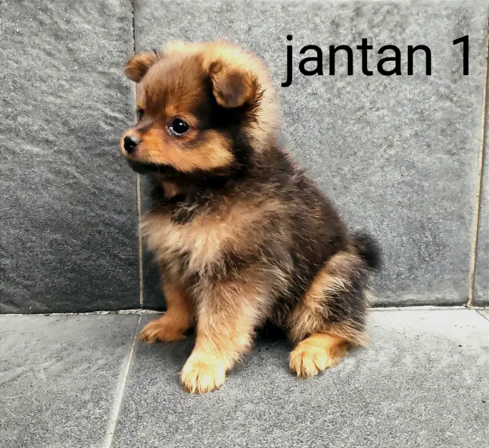 2 ekor anakan minipom jantan