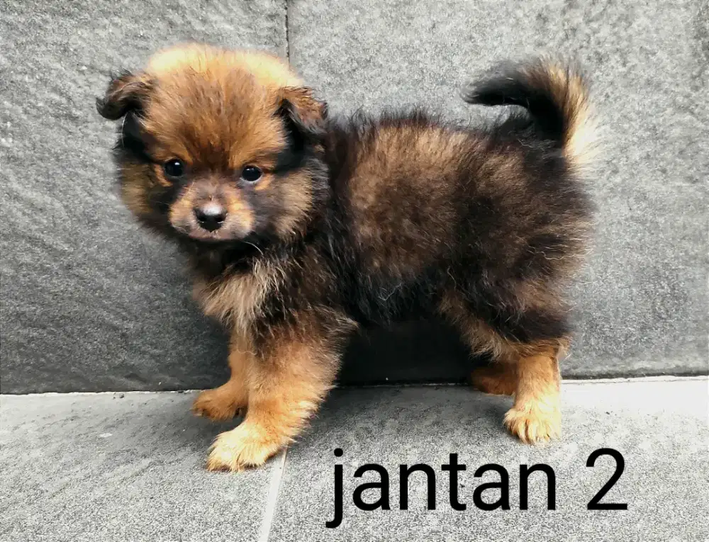 2 ekor anakan minipom jantan