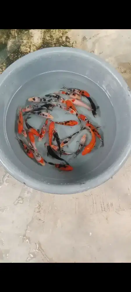 Koi 30 ekor joss