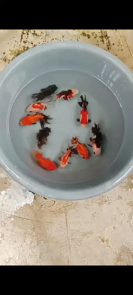 Koki JAWA Panda, Rw & Trico