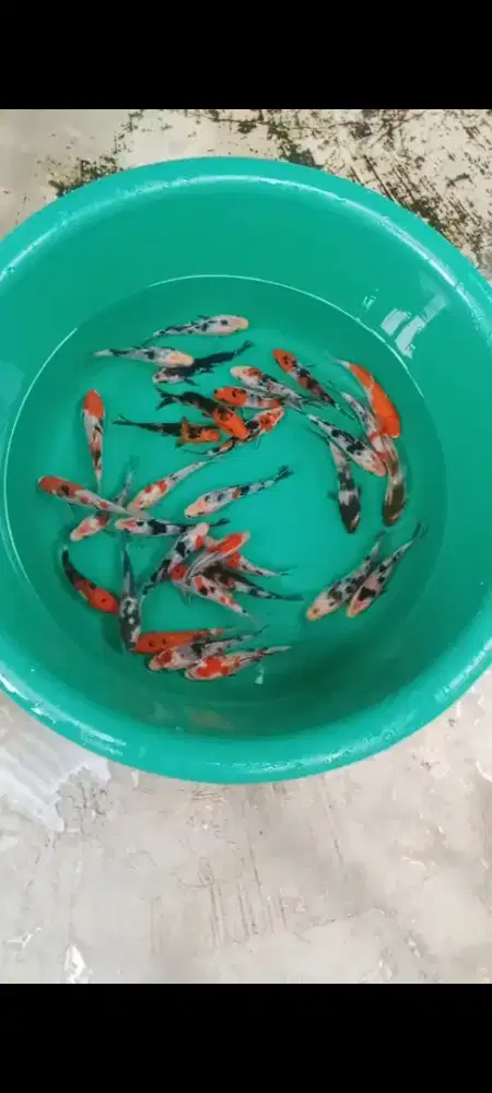 Koi mix 30 ekor
