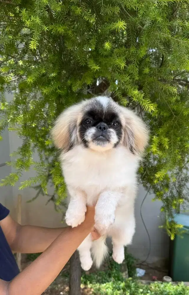 Pekingese Party Color asli