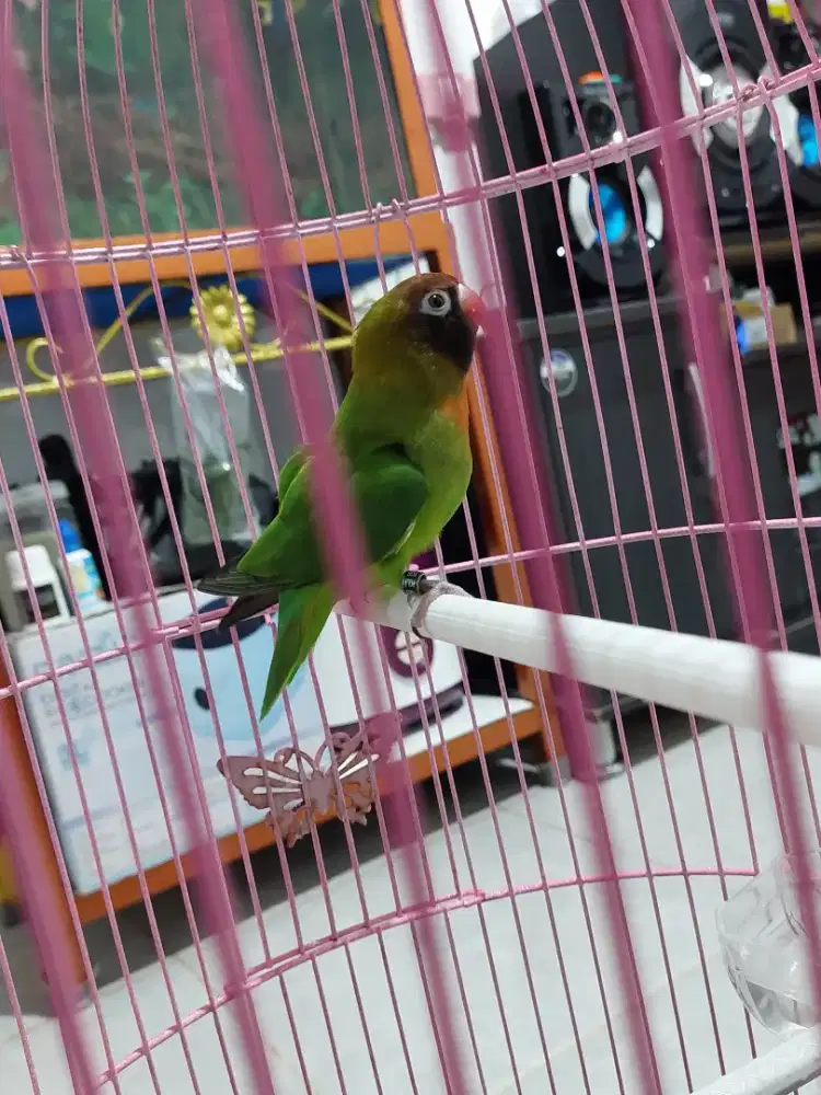 Burung Love bird msh muda