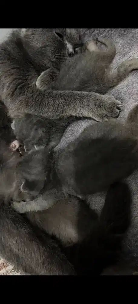 Adopsi Kucing BSH Betina Murah