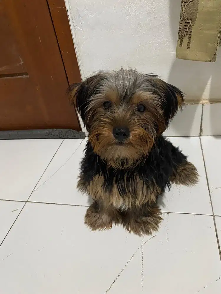 Puppy Anak Anjing Yorkshire Terrier Yorkie Ras Langka
