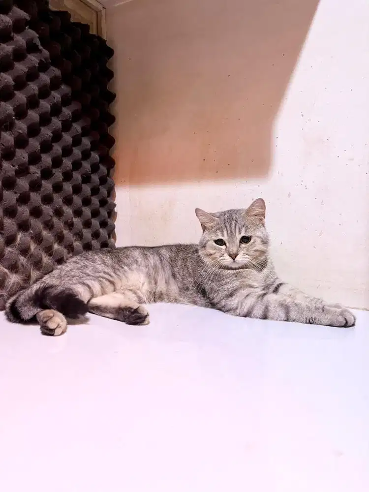 British Shorthair Smoke Tabby - Non-PED