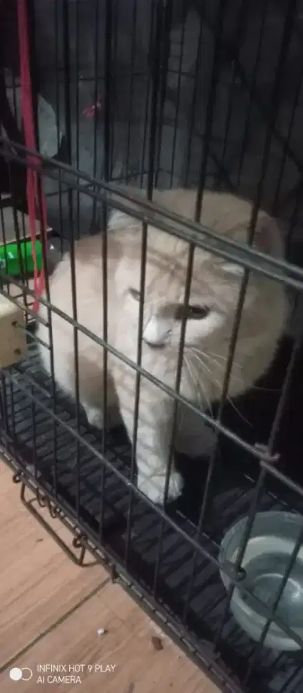 British jantan gantinpakan aja