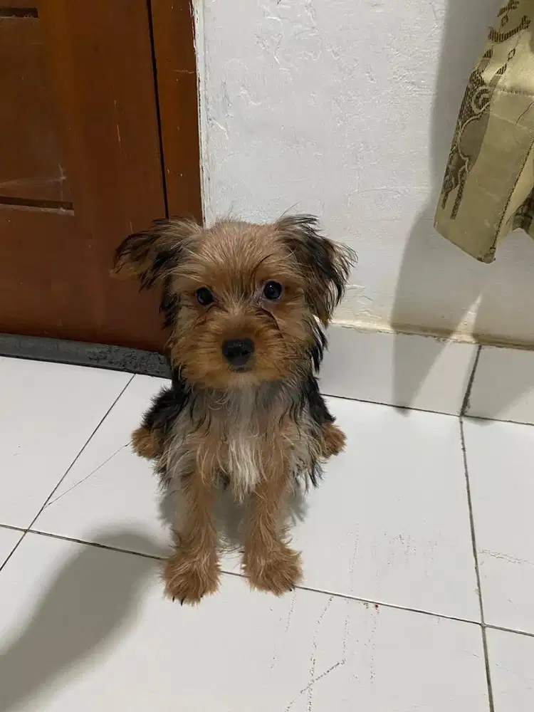 Puppy Anak Anjing Yorkshire Terrier Yorkie Ras Langka