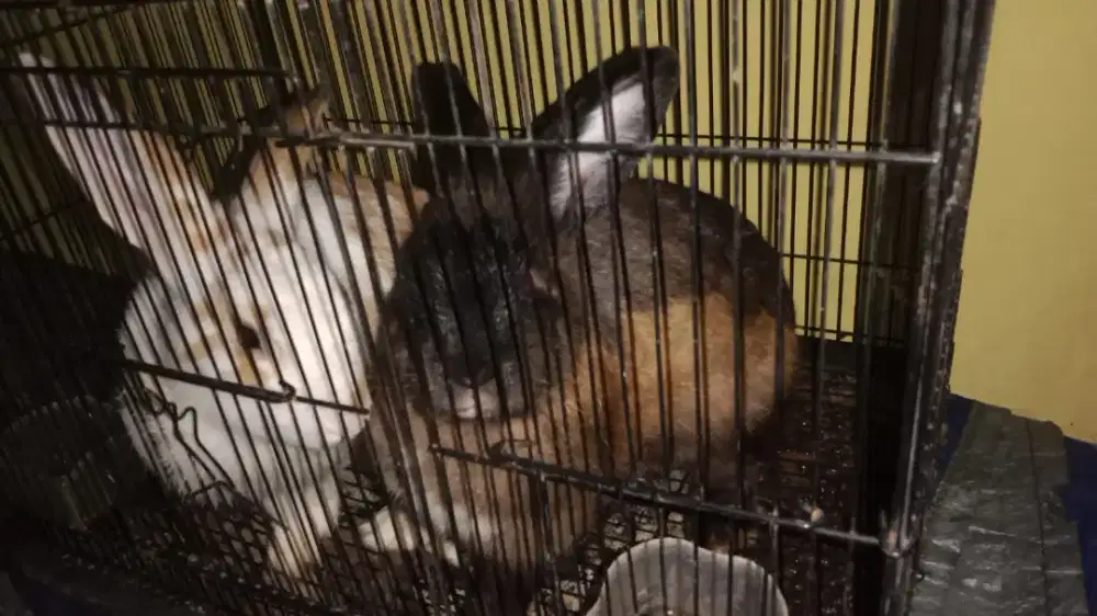 Sepasang indukan kelinci