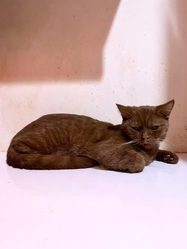 British Shorthair Cinnamon - Non-PED