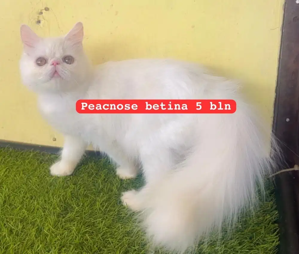 Kucing ras persia peacnose ekor kemoceng