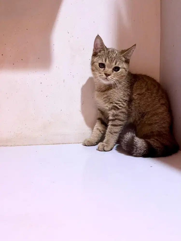 British Shorthair Golden Tabby - Non-PED