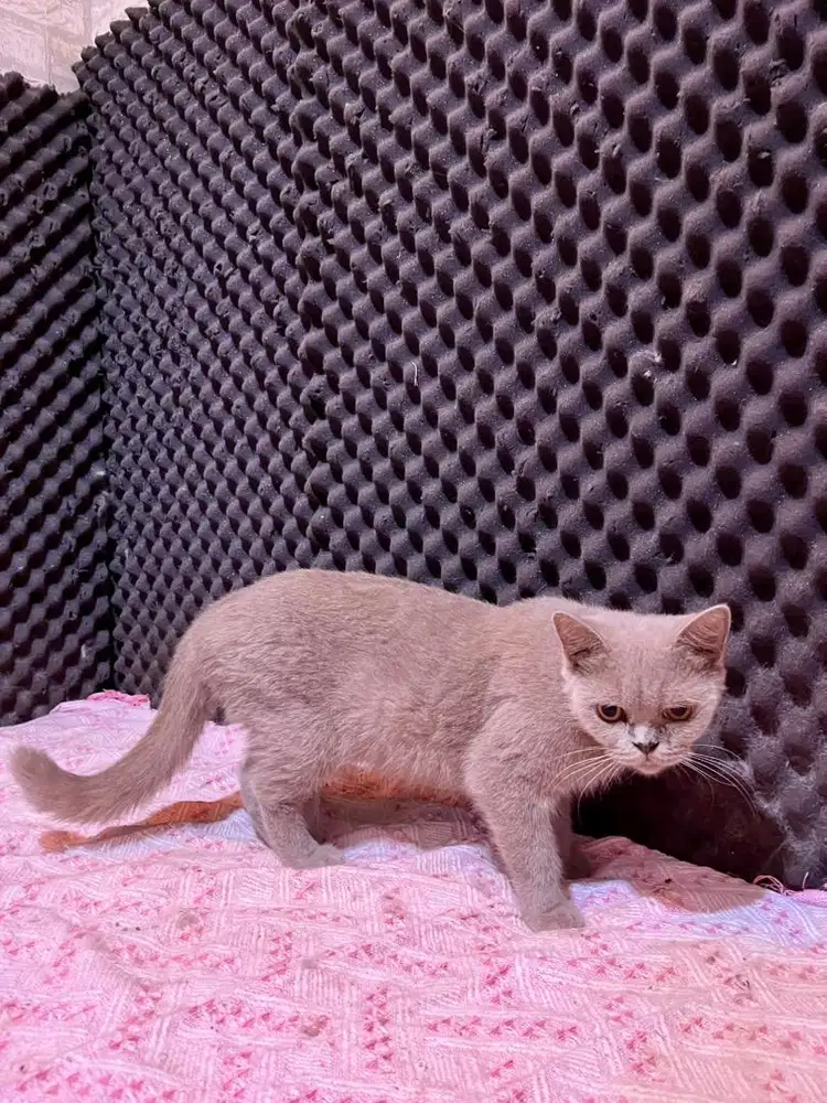 British Shorthair Lilac - Non-PED