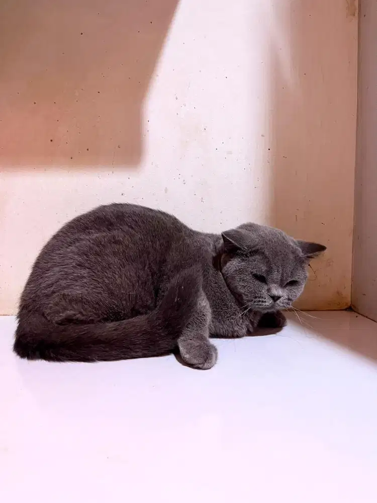 British Shorthair Blue - Non-PED