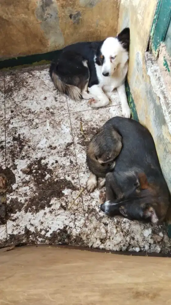 Jual anjing Husky dan Border colly