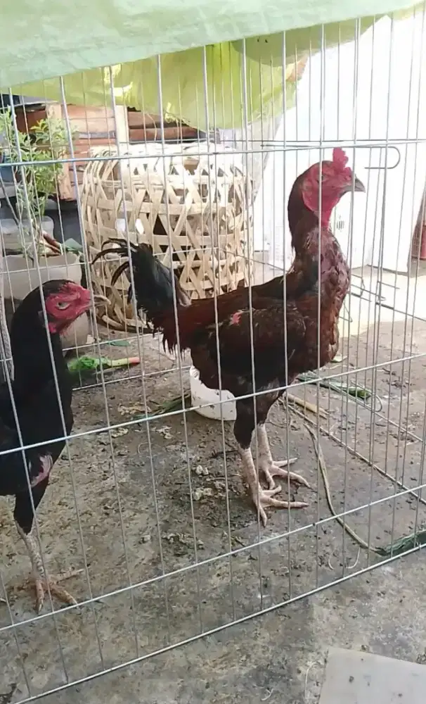 Ayam Bangkok birma sejoli
