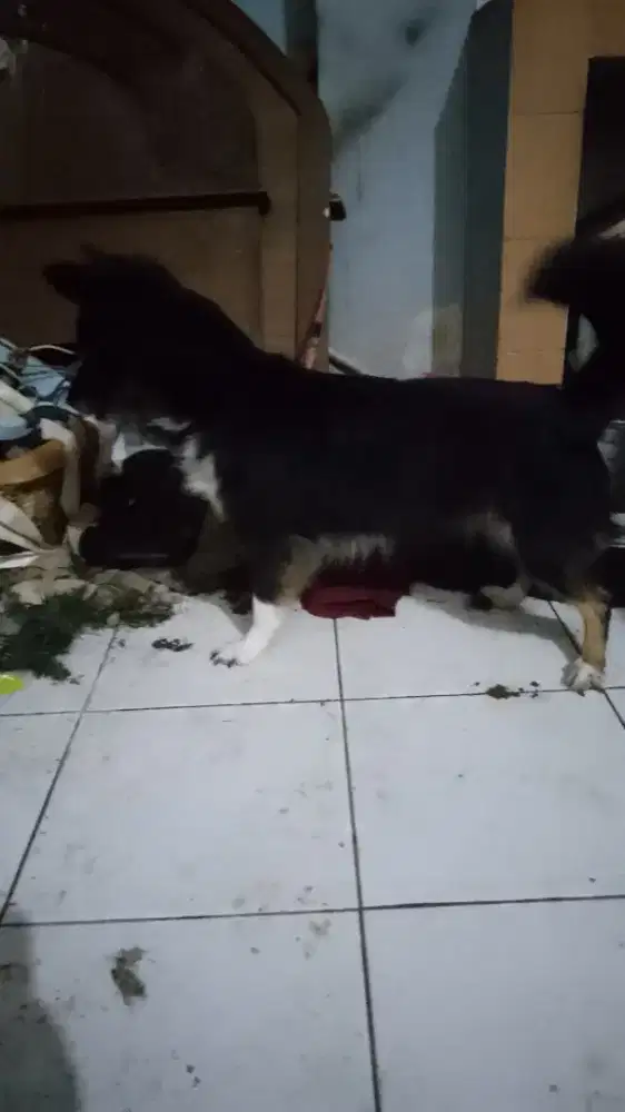 Wels corgy mix Pomsky betina 11bln mulus pintar no minus ya