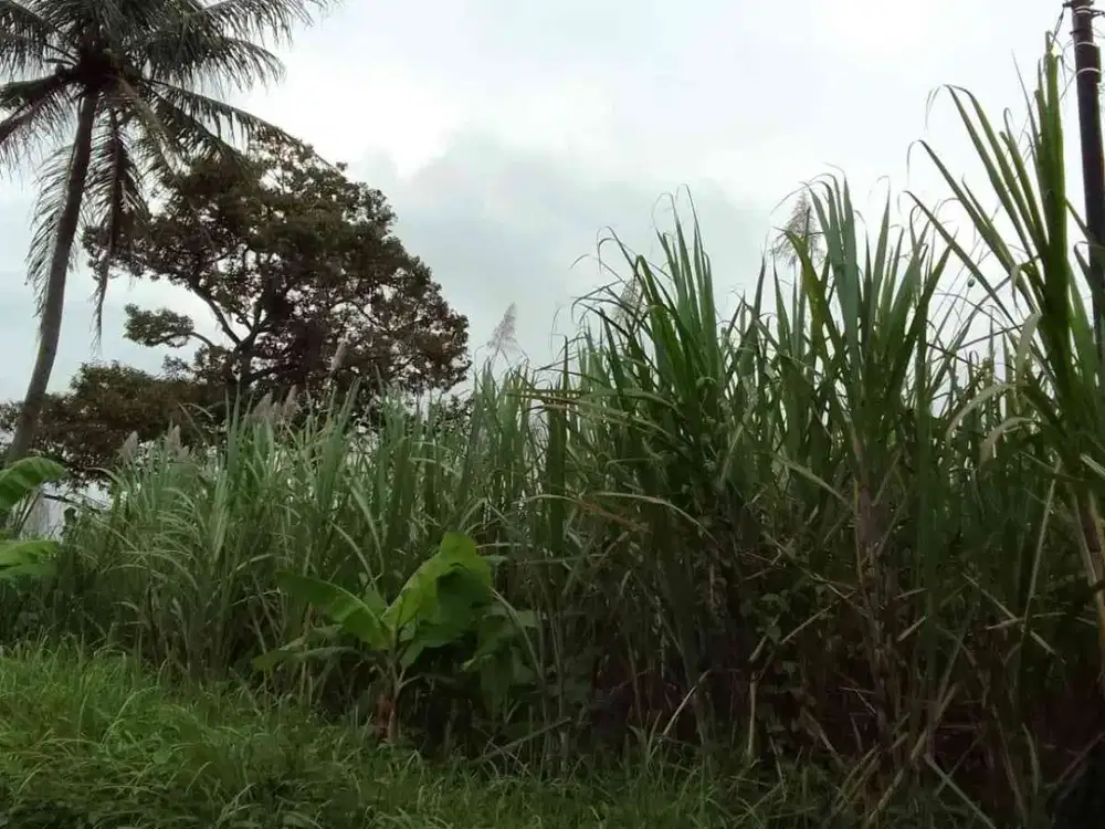 Tanah Raya Dampit - Amadanom