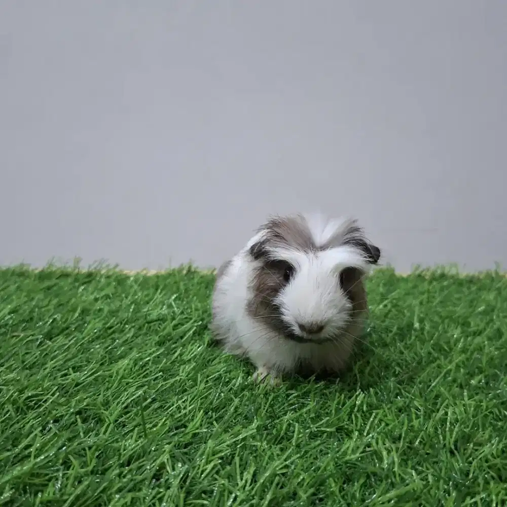 Marmut hias / guinea pig