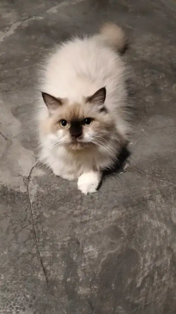 Kucing Persia Himalaya
