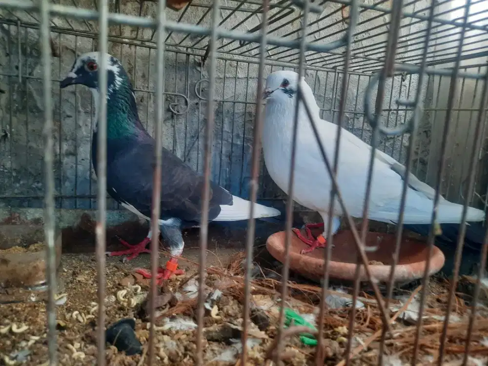 MERPATI BURUNG DARA BANDUNG