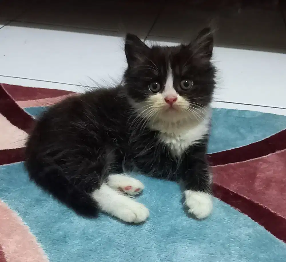 KITTEN BETINA, FLATNOSE LONGHAIR. SEHAT LINCAH, GEMBUL.
