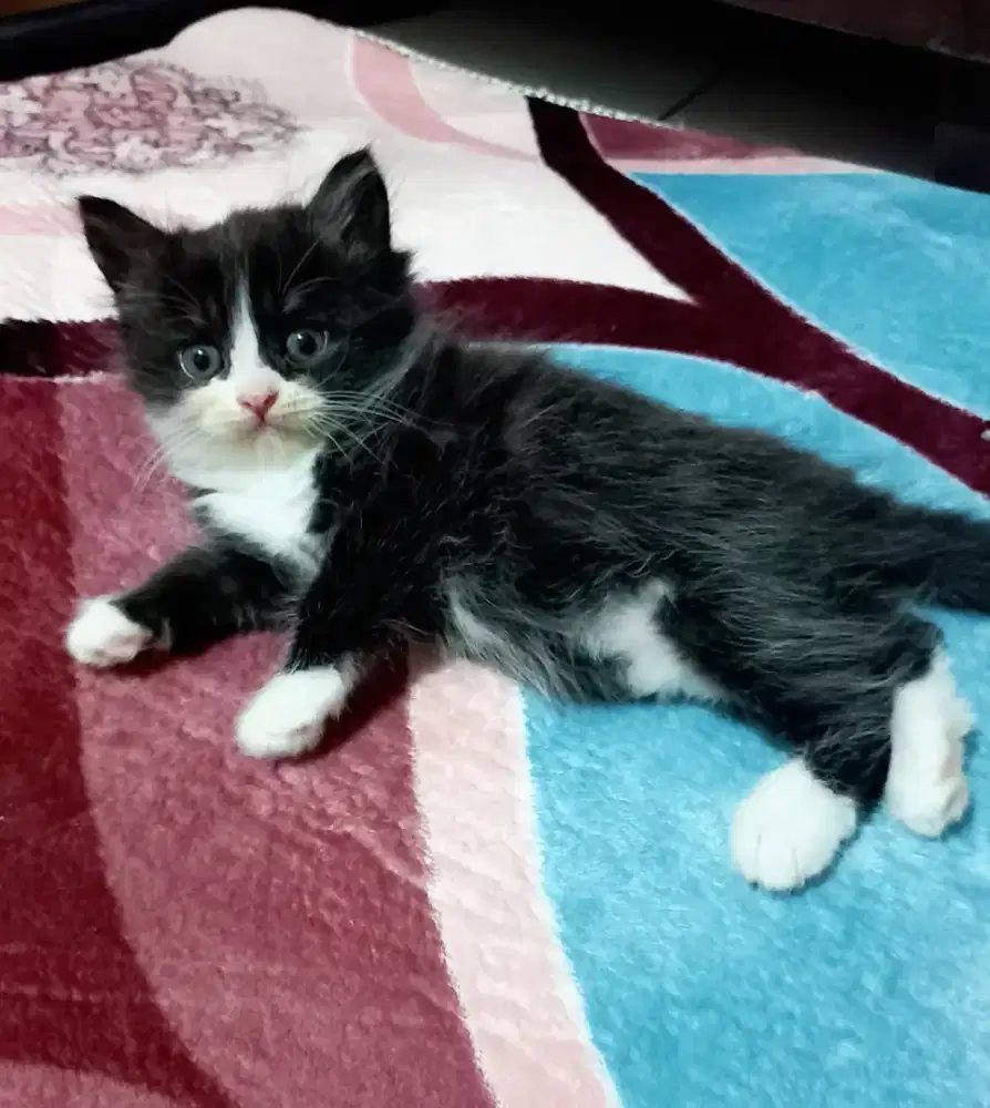 KITTEN BETINA, FLATNOSE LONGHAIR. SEHAT LINCAH, GEMBUL.