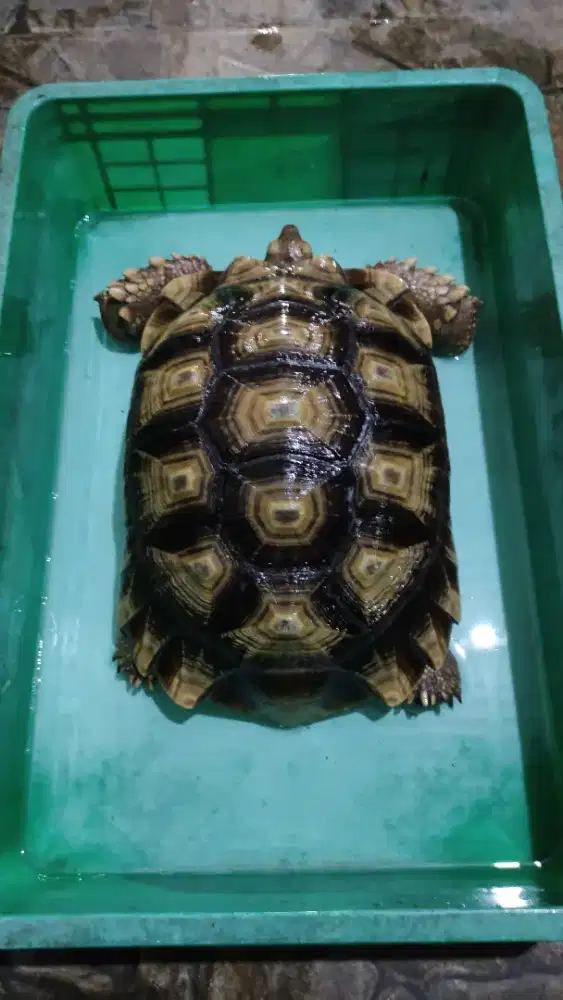 Kura sulcata darat