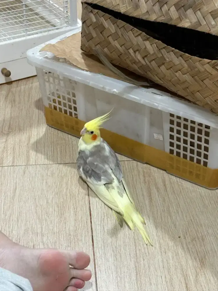 Burung falk parkit australi