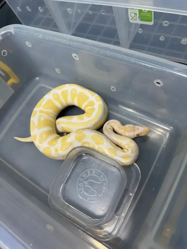 BALLPYTHON ALBINO HIGH CONTRAST