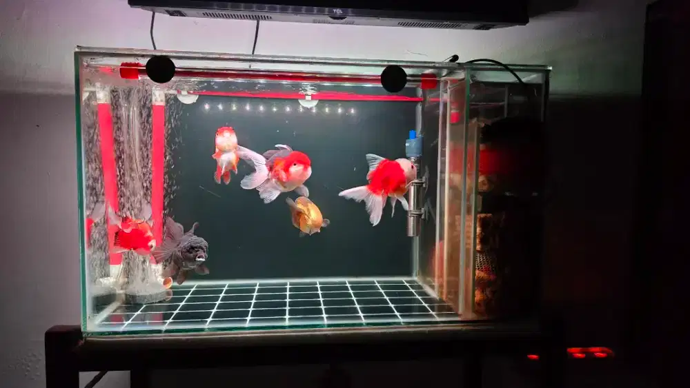 FULL SET AQUARIUM KOKI  (TANPA IKAN)