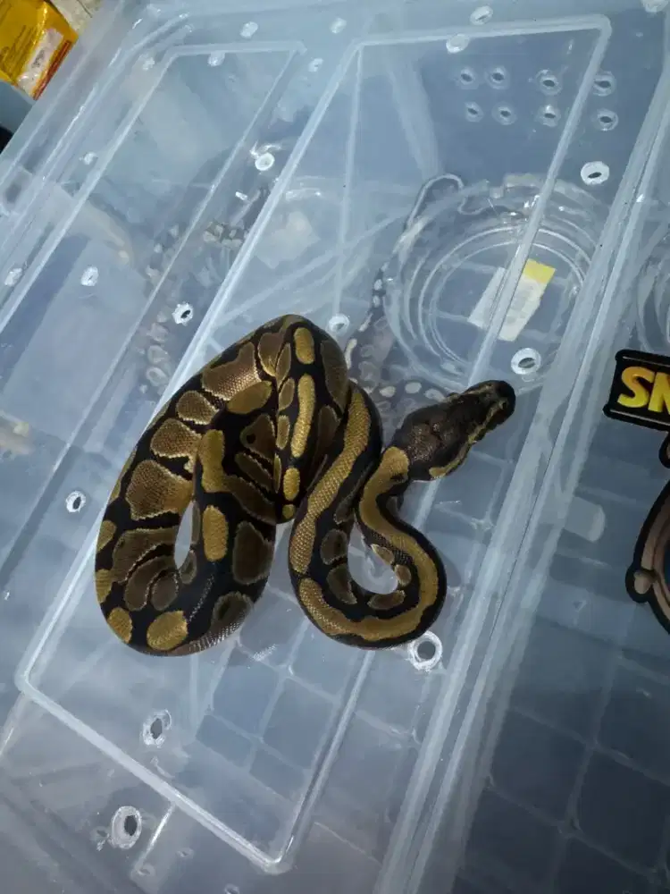 BALLPYTHON M NORMAL HET CLOWN PH 66% DG