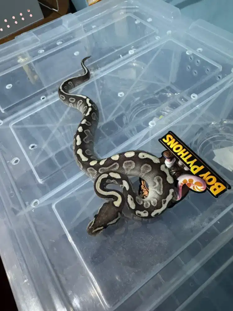 BALLPYTHON GHI LESSER HET CLOWN MALE