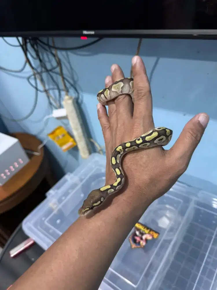 BALLPYTHON LESSER PLUS FEMALE
