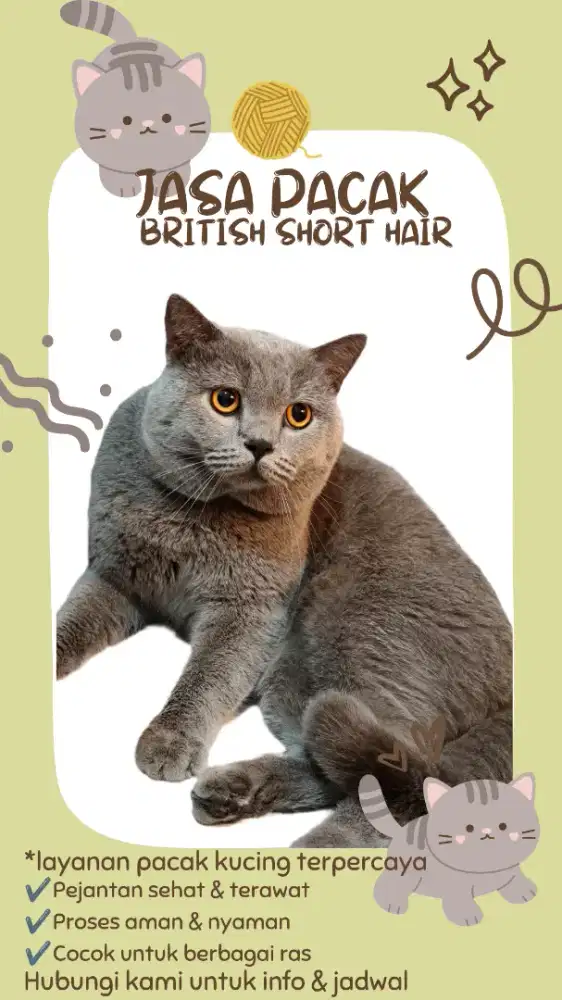 JASA PACAK KUCING BSH