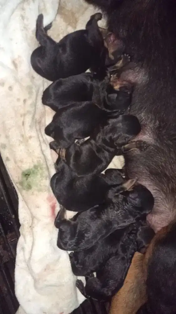 Rottweiler puppy stambum