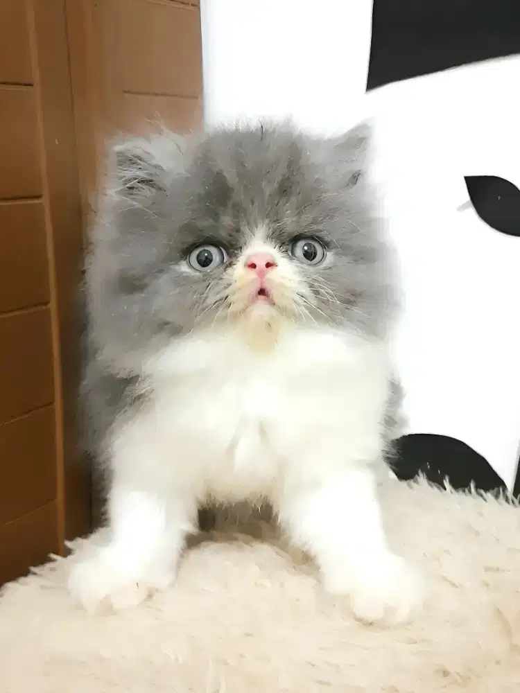 Persia Peaknose Jantan