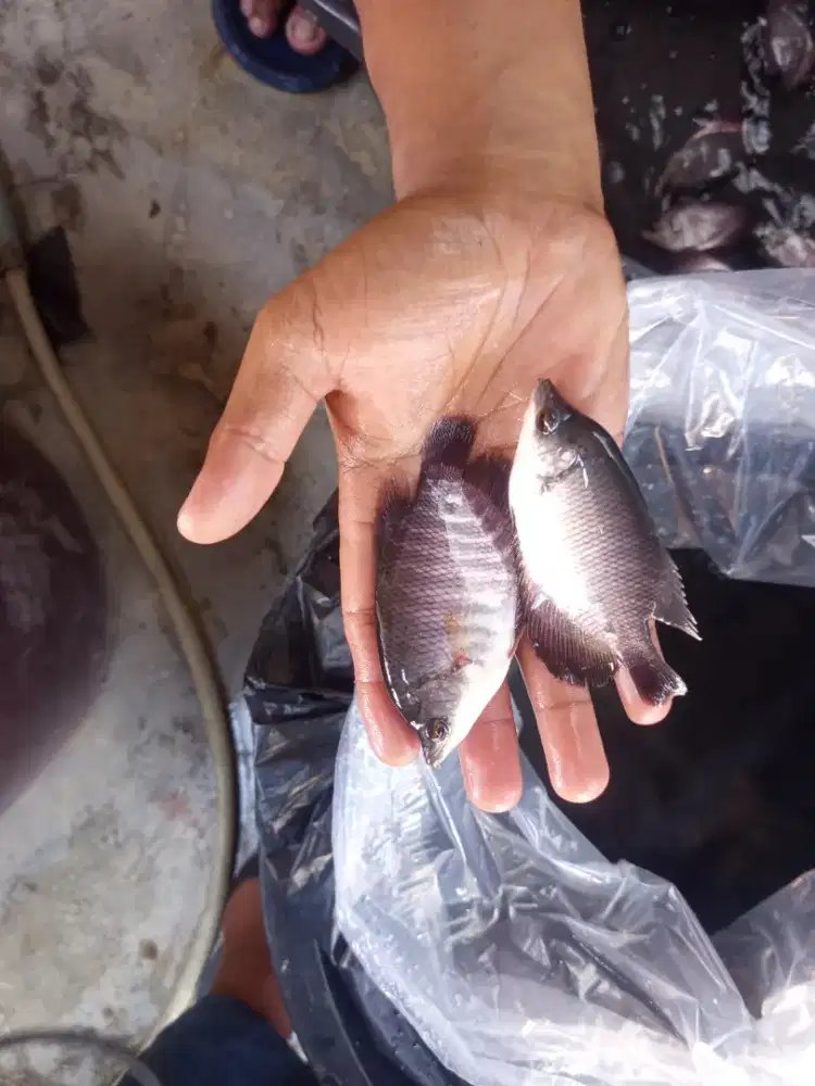 Bibit gurame hitam ukuran 10-12cm