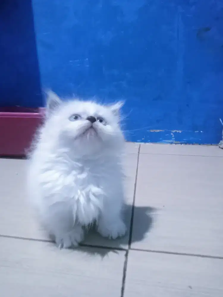 Ready kitten Munchkin