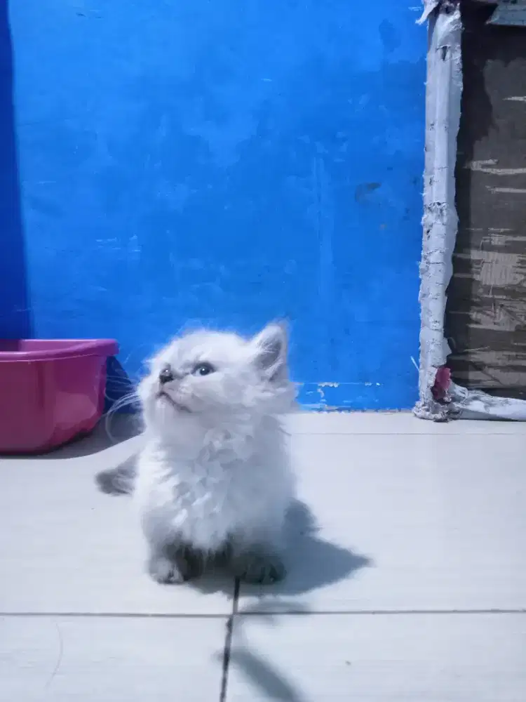 Ready kitten Himalaya Munchkin