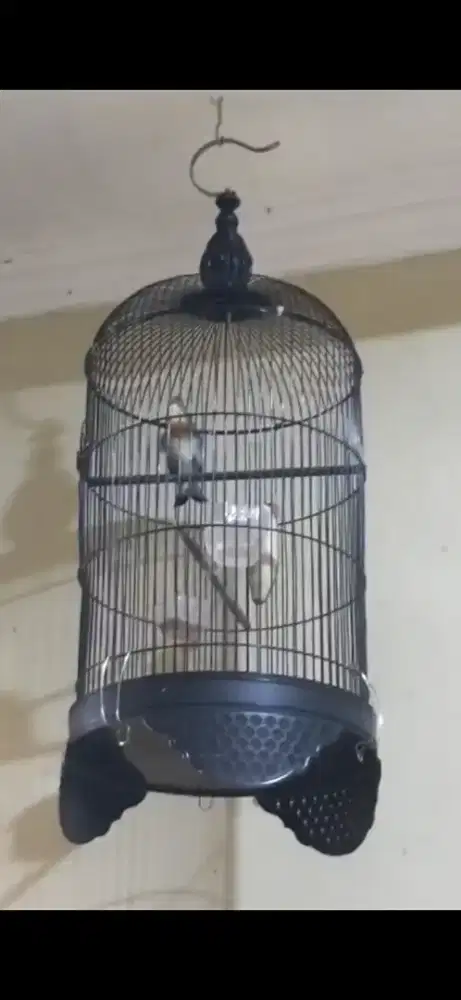 Burung warna warni robin gacoor dorr ngerpl