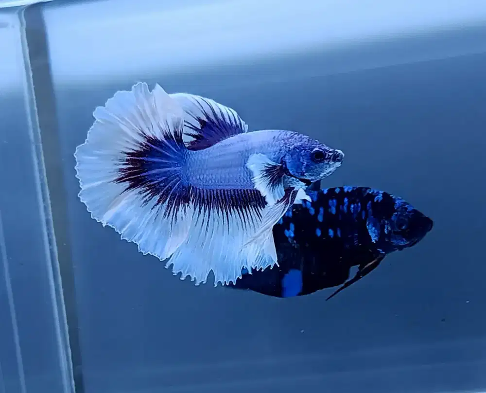 ikan cupang halfmoon big ears