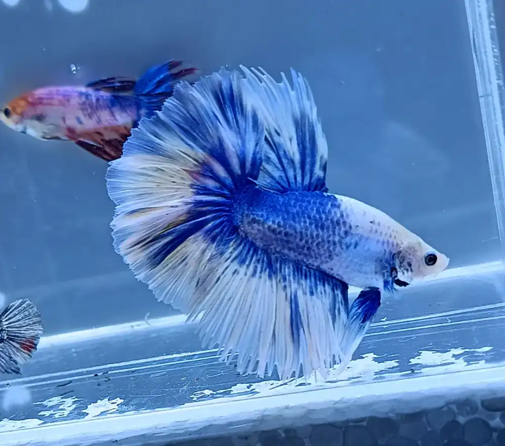 ikan cupang halfmoon marbel